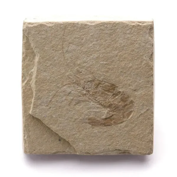 crustaceo fosil
