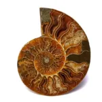 fosil de ammonite