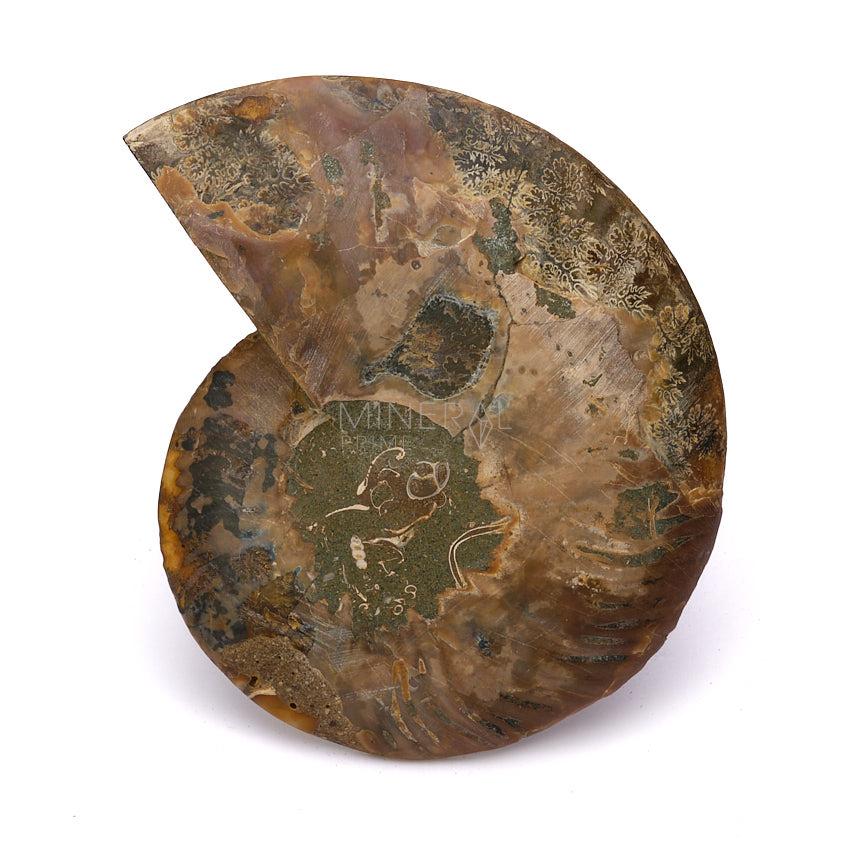 fosil de ammonite