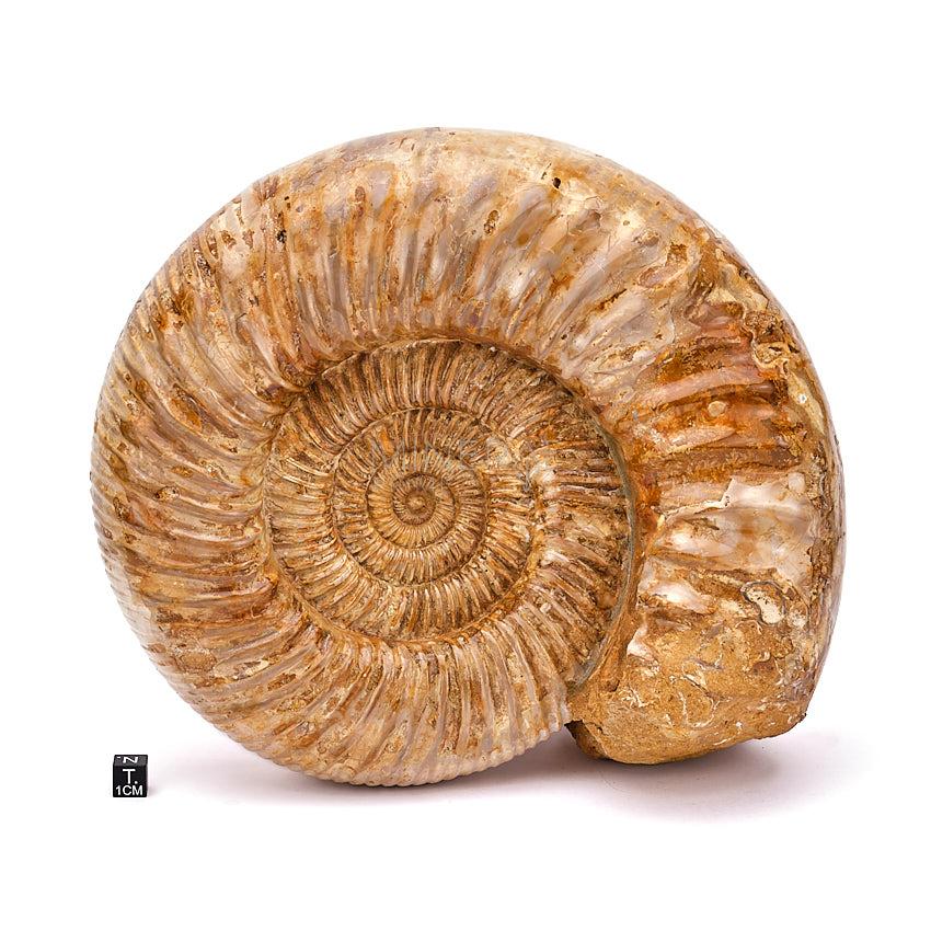 ammonites fosil junto a cubo de medicion