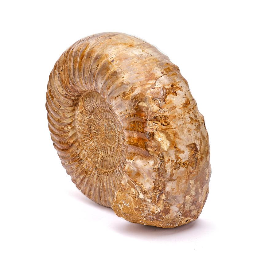 ammonites fosil