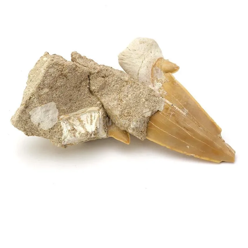 diente de tiburon fosil