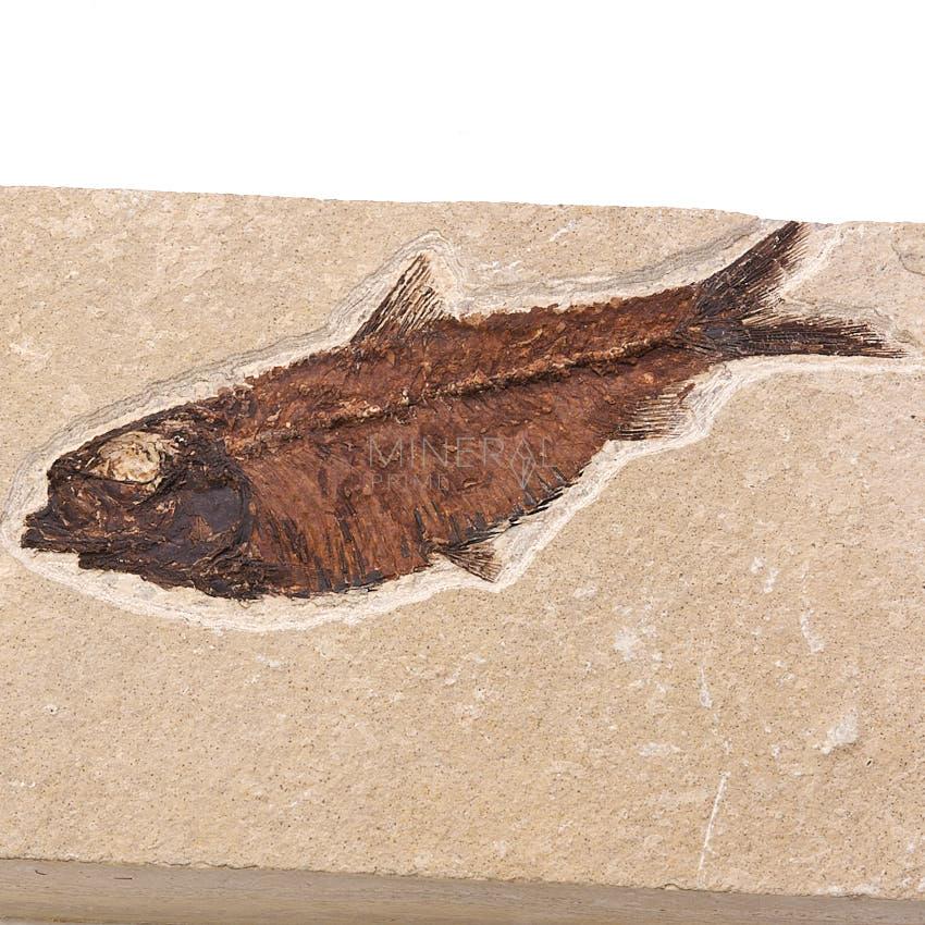pez fosil