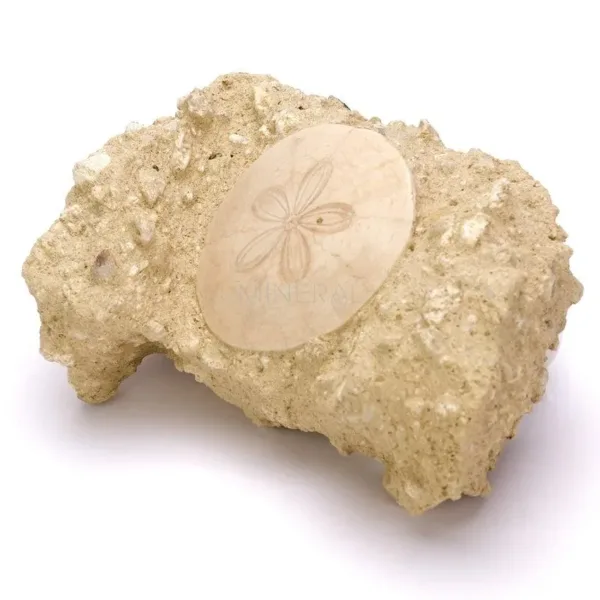 fosil de scutella faujasi