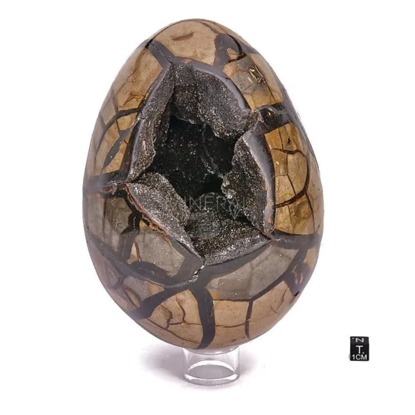geoda de mineral de septaria pulido en forma de huevo