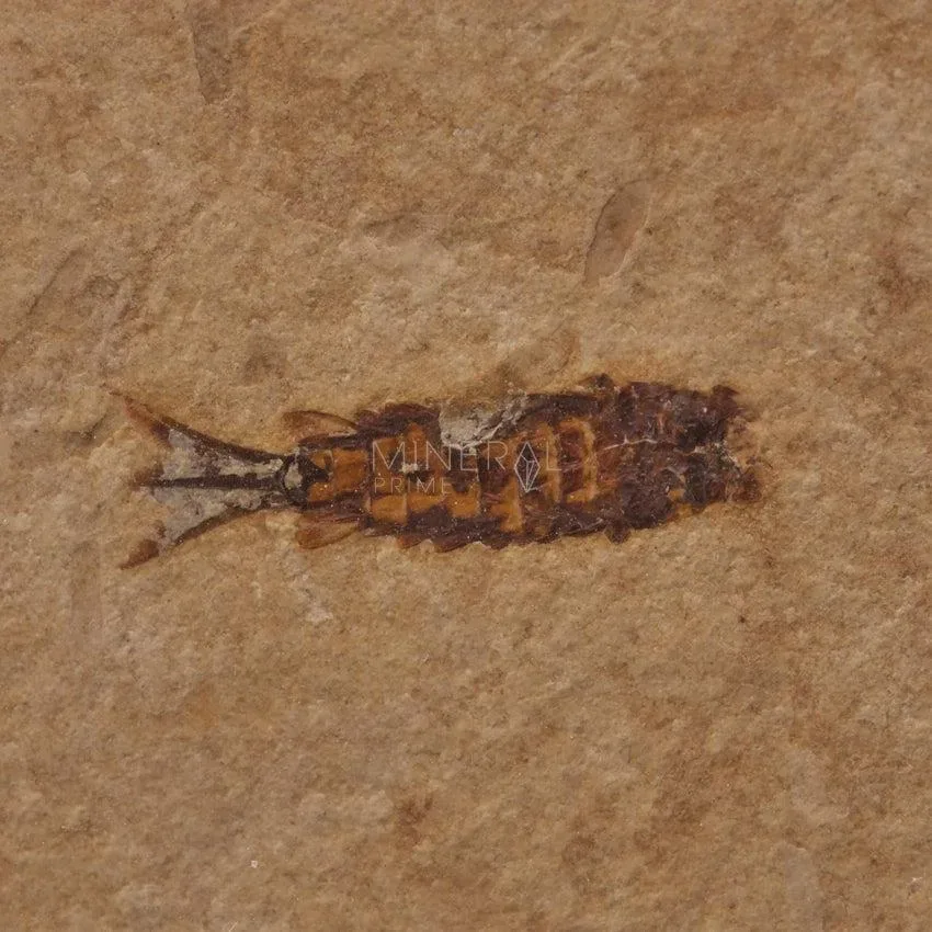 lepismatidae fosil