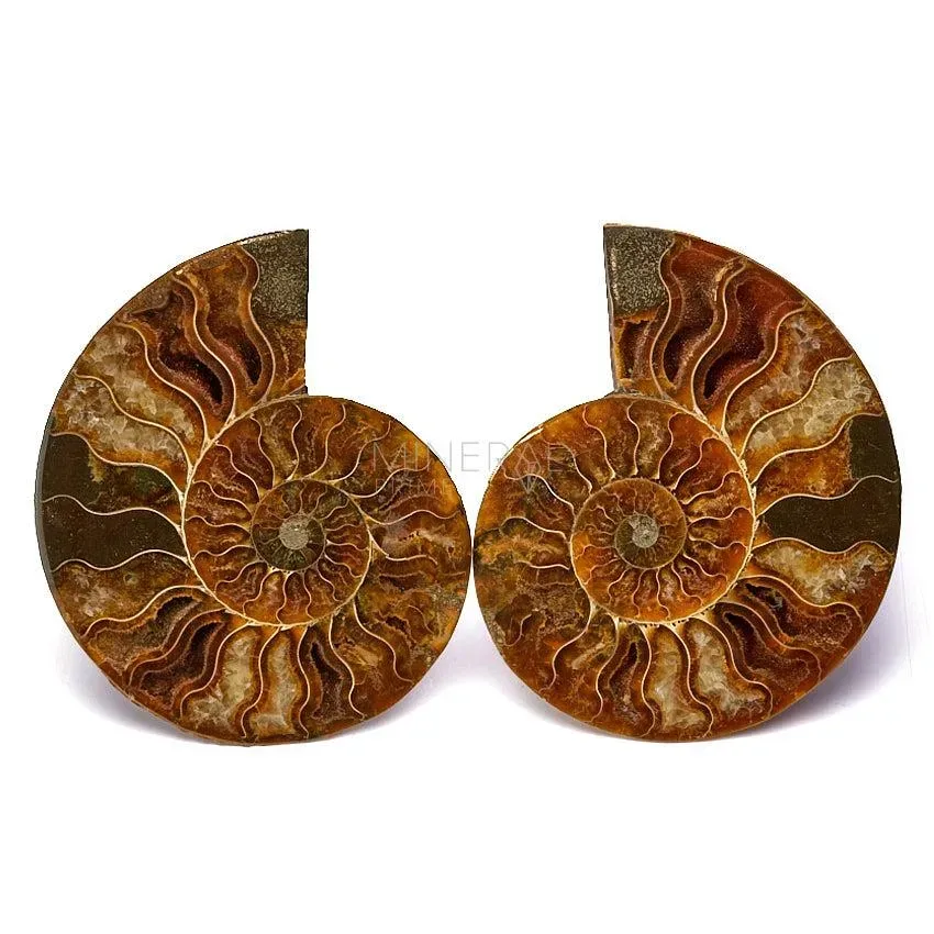 pareja de fosiles de ammonites