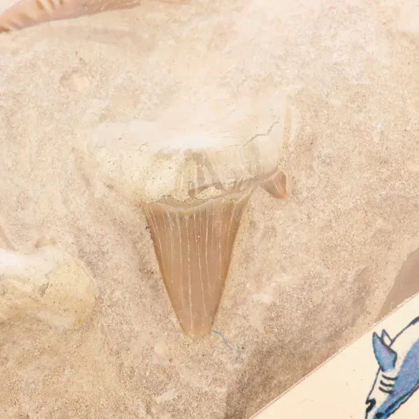 diente de tiburon fosil en matriz