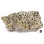 drusa de mineral de aragonito coraloide mineral en bruto