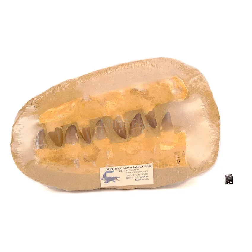 fosil dientes de mosasaurio