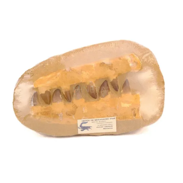 fosil dientes de mosasaurio comprar