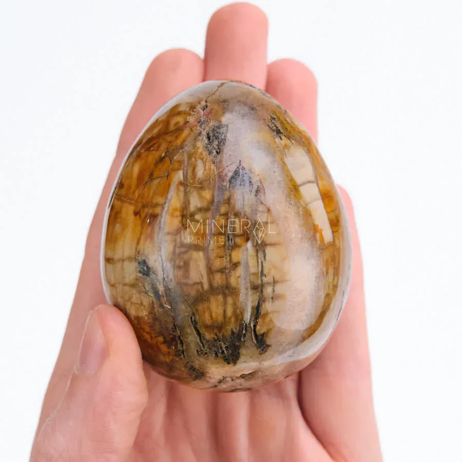 piedra huevo de madera petrificada