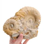 ammonites doble piezas completas juntas fosil