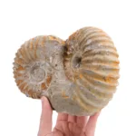ammonites doble piezas completas juntas precio