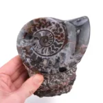 ammonites pulido precio