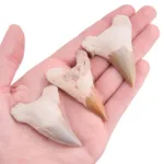 comprar diente tiburon otodus fosil