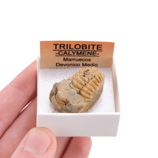 comprar trilobite calymene · caja xcm