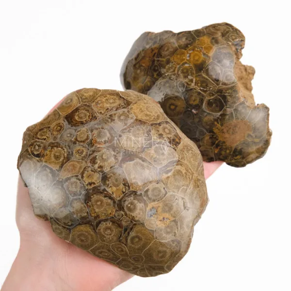 coral fosil semipulido
