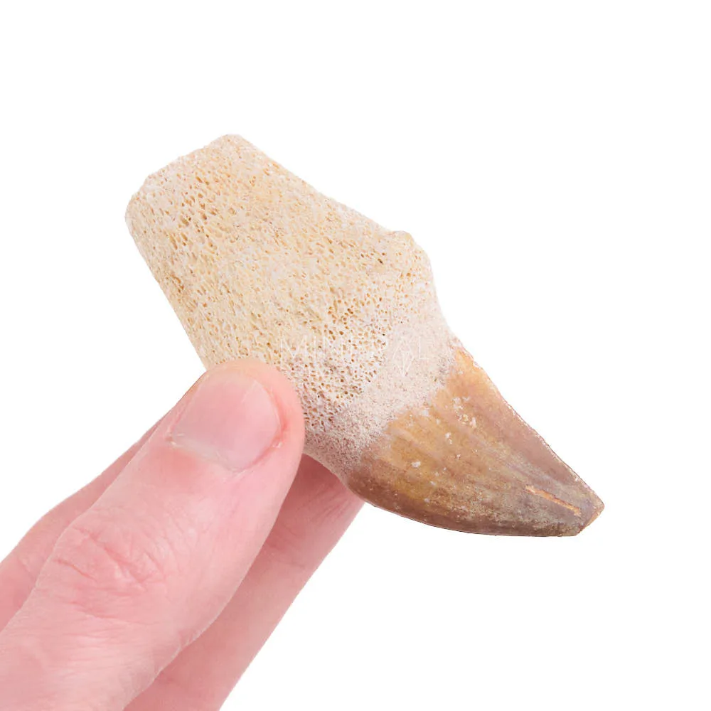 diente de mosasaurio propiedades