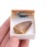 diente de mosasaurio · caja xcm propiedades