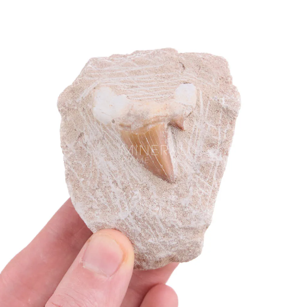 diente tiburon fosil otodus con matriz precio