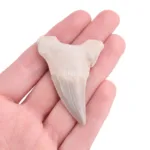 diente tiburon otodus fosil precio