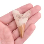 diente tiburon otodus fosil propiedades