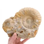 fosil ammonites doble piezas completas juntas