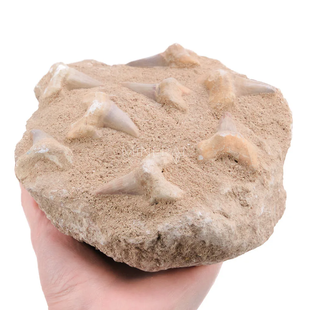 fosil conjunto dientes tiburon fosil otodus grandes