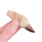 fosil diente de mosasaurio