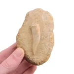 fosil diente enchodus con matriz