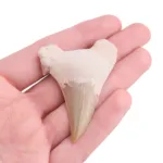 fosil diente tiburon otodus fosil
