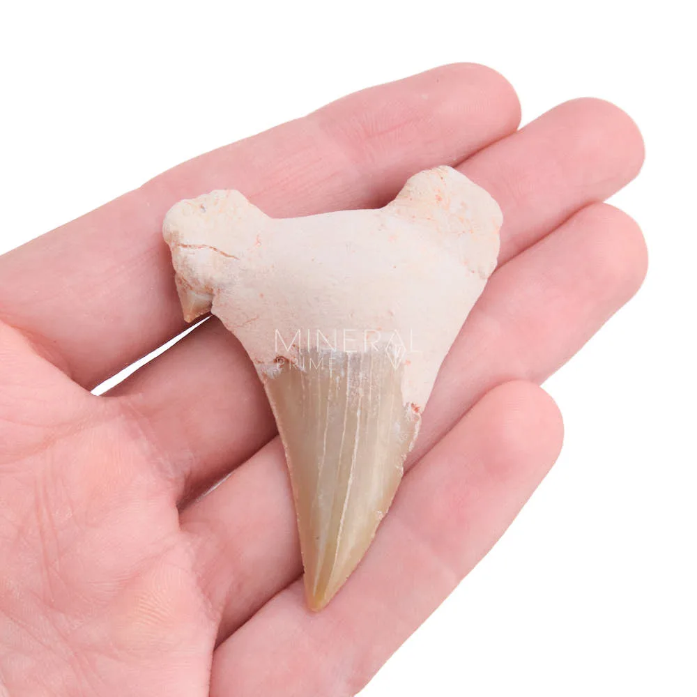 fosil diente tiburon otodus fosil