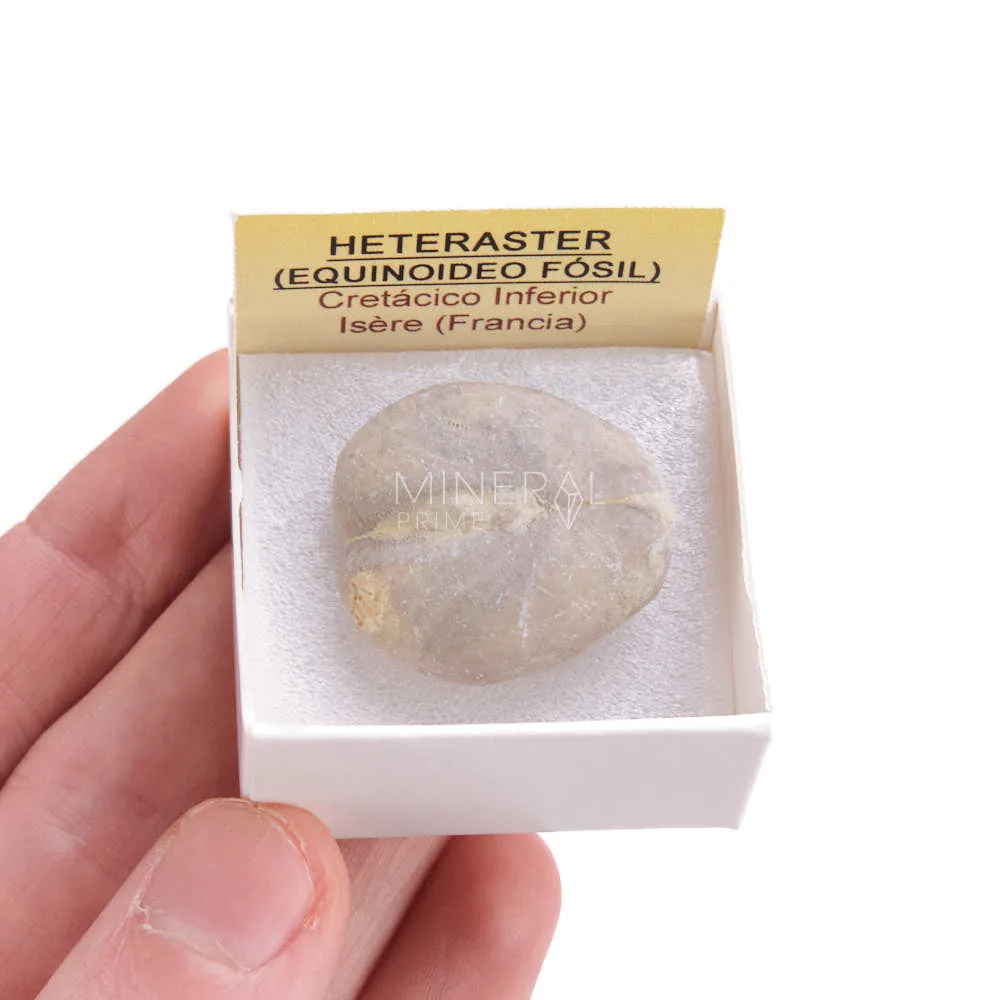 fosil heteraster equinoide · caja xcm