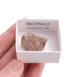 fosil madera fosilizada xilopalo · cajita x cm