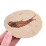 fosil peces fosiles knightia eocaena
