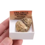 fosil trilobite calymene · caja xcm