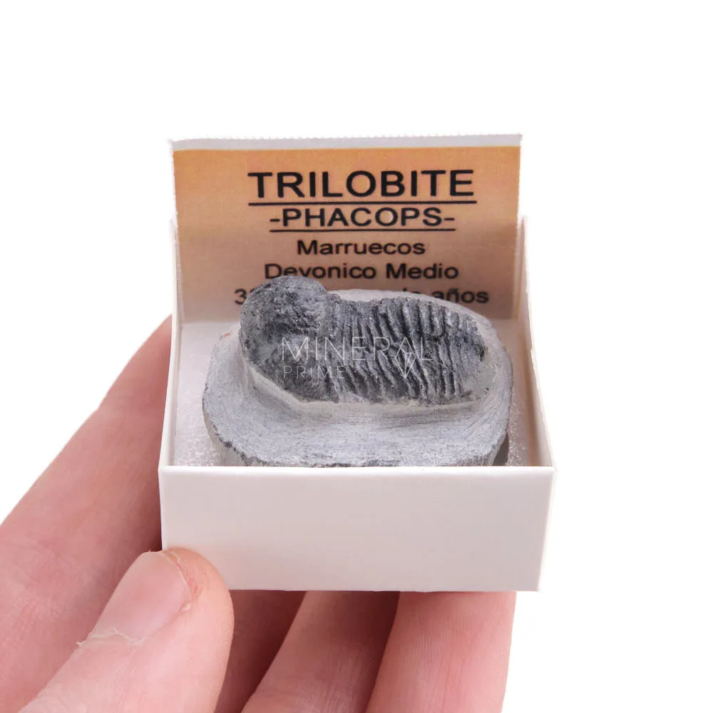 fosil trilobites phacops · caja xcm