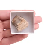 madera fosilizada xilopalo · cajita x cm fosil