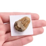 trilobite calymene · caja xcm fosil