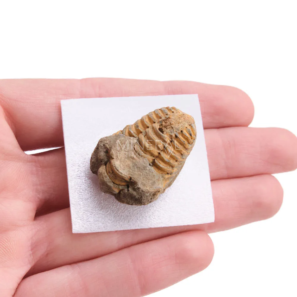 trilobite calymene · caja xcm fosil