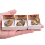 trilobite calymene · caja xcm precio