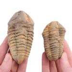trilobites natural