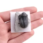 trilobites phacops · caja xcm fosil
