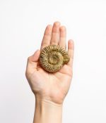 Ammonite en mano
