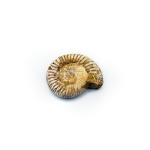 ammonite